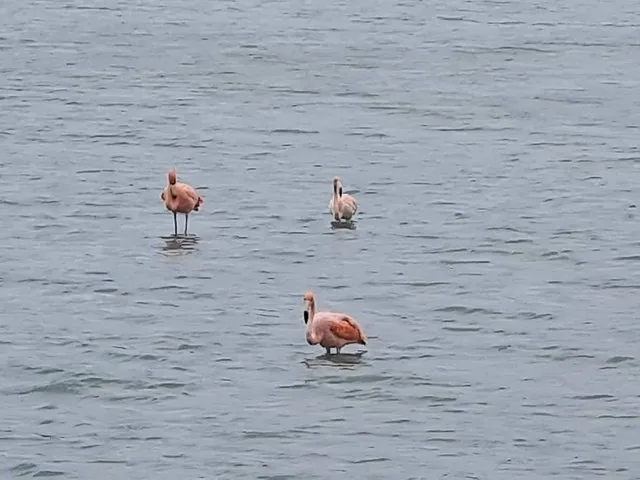 Three flamingos standing in shallow water, facing different directions.