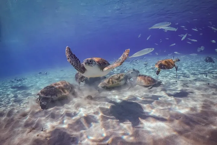 Varias tortugas marinas nadando bajo el agua sobre un fondo marino arenoso