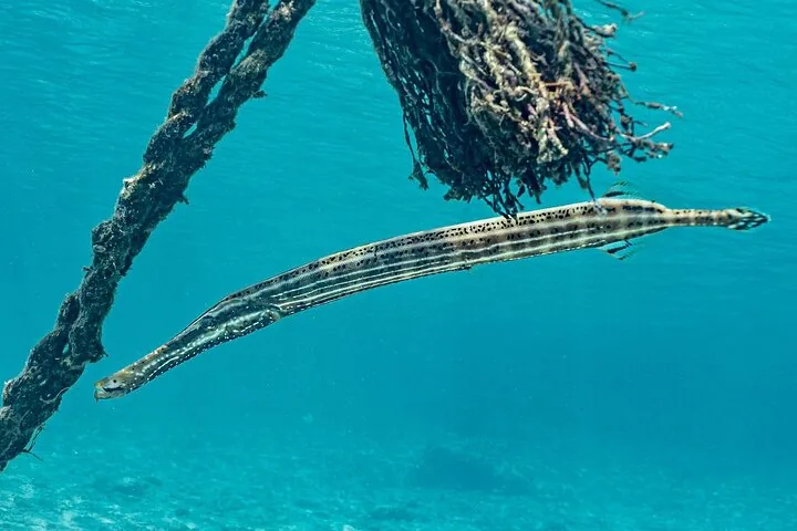Un pez trompeta largo y esbelto nadando bajo el agua cerca de una cuerda gruesa