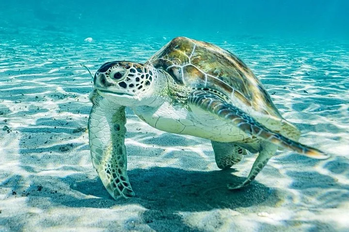 Una tortuga verde nadando cerca del fondo marino arenoso