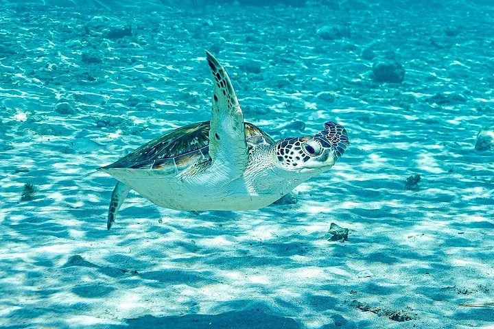Une tortue marine nageant vers la surface dans une eau bleue claire au-dessus du sable