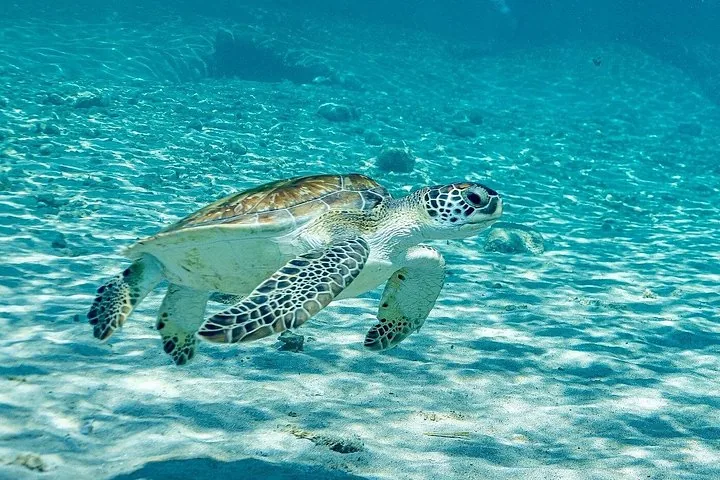 Una tortuga verde nadando en aguas claras y poco profundas sobre un fondo arenoso