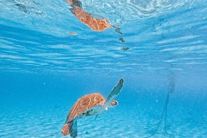 A sea turtle swimming in clear blue shallow water with a surface reflection.
